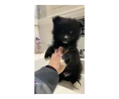 2 male Pomsky puppies for sale - 1