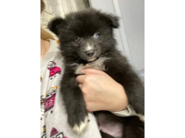 2 male Pomsky puppies for sale - 2/7