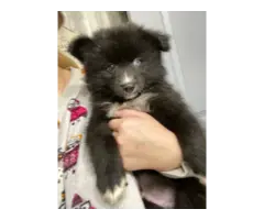 2 male Pomsky puppies for sale - 2