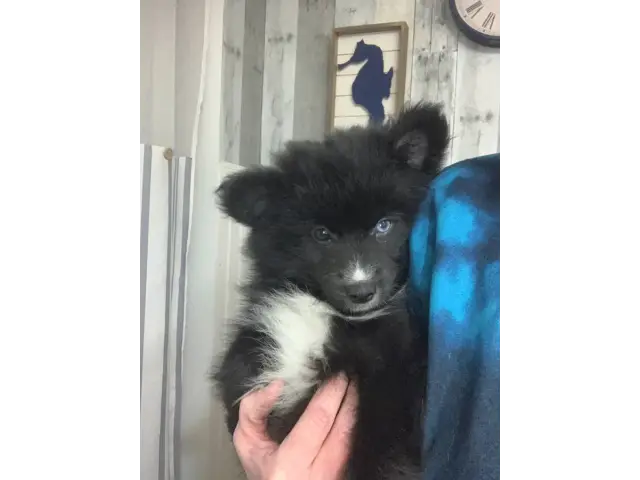 2 male Pomsky puppies for sale - 3/7