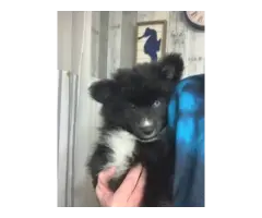 2 male Pomsky puppies for sale