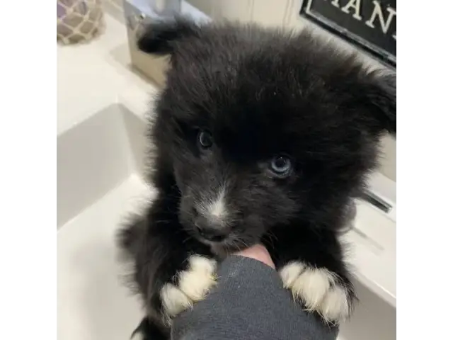 2 male Pomsky puppies for sale - 4/7