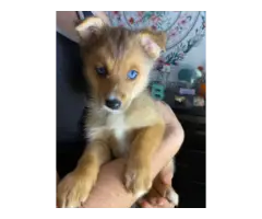 2 male Pomsky puppies for sale - 7