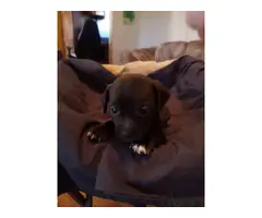 5 Chiweenie pups for adoption - 3