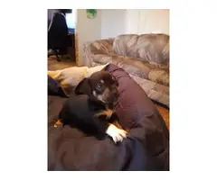 5 Chiweenie pups for adoption - 4