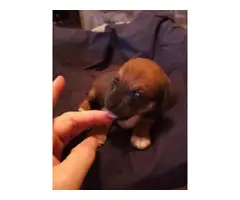 5 Chiweenie pups for adoption - 5
