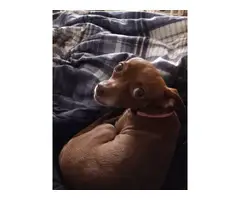 5 Chiweenie pups for adoption - 7