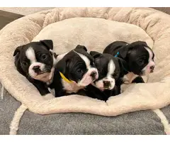 Boston Terrier puppies