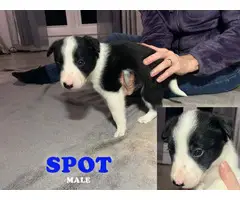7 adorable Border Collie pups for rehoming
