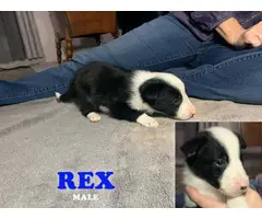7 adorable Border Collie pups for rehoming