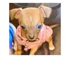 Purebred Apple-head Chihuahas - 1
