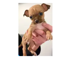Purebred Apple-head Chihuahas - 2
