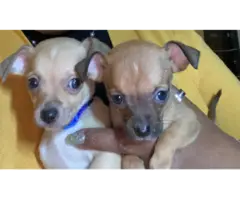 Purebred Apple-head Chihuahas - 5