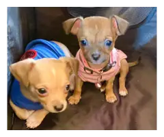 Purebred Apple-head Chihuahas - 7