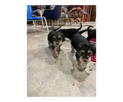 Airedale Terrier Poodle puppies