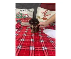 Airedale Terrier Poodle puppies