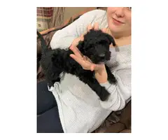 Airedale Terrier Poodle puppies