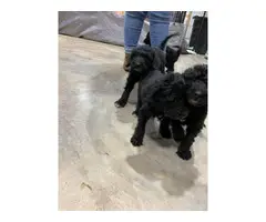 Airedale Terrier Poodle puppies
