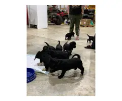Airedale Terrier Poodle puppies