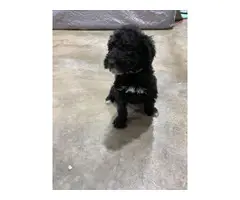 Airedale Terrier Poodle puppies