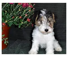 Available Fox Terrier Wire  puppies ready to leave