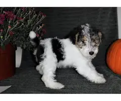 Available Fox Terrier Wire  puppies ready to leave