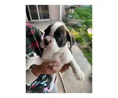 5 cute Boxer puppies looking for homes