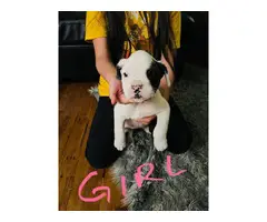 5 cute Boxer puppies looking for homes - 7