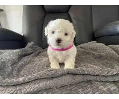Bichon Frise pups looking for forever homes