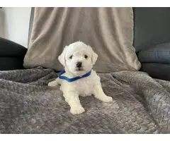 Bichon Frise pups looking for forever homes - 2