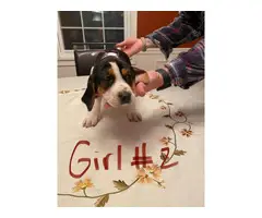 6 healthy treeing walker coon hounds up for adoption - 4