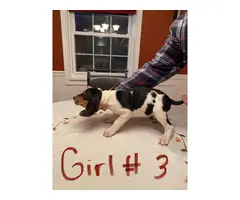 6 healthy treeing walker coon hounds up for adoption - 6