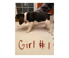 6 healthy treeing walker coon hounds up for adoption - 8