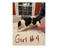 6 healthy treeing walker coon hounds up for adoption - 9