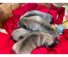 Pug puppies 2 males and 2 females - 2