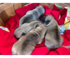 Pug puppies 2 males and 2 females - 3