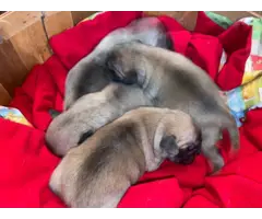 Pug puppies 2 males and 2 females - 4