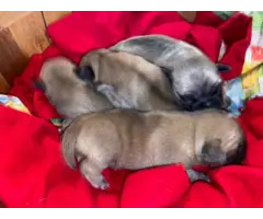 Pug puppies 2 males and 2 females - 5