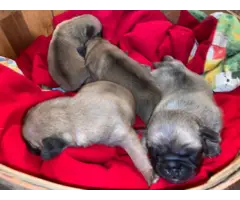 Pug puppies 2 males and 2 females - 6