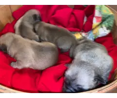 Pug puppies 2 males and 2 females - 7