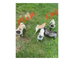 Pug puppies 2 males and 2 females - 10