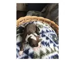 5 AKC Boxer Puppies For Sale - 2
