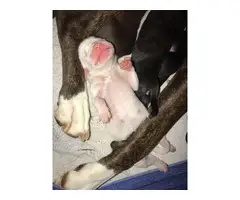 5 AKC Boxer Puppies For Sale - 4