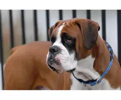5 AKC Boxer Puppies For Sale - 6