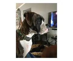 5 AKC Boxer Puppies For Sale - 8