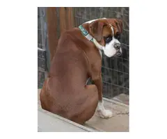 5 AKC Boxer Puppies For Sale - 10