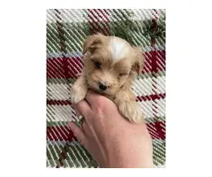 Maltese Yorkie Pups for sale
