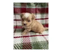 Maltese Yorkie Pups for sale - 2