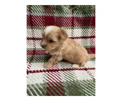 Maltese Yorkie Pups for sale - 3