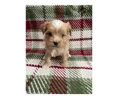 Maltese Yorkie Pups for sale - 4